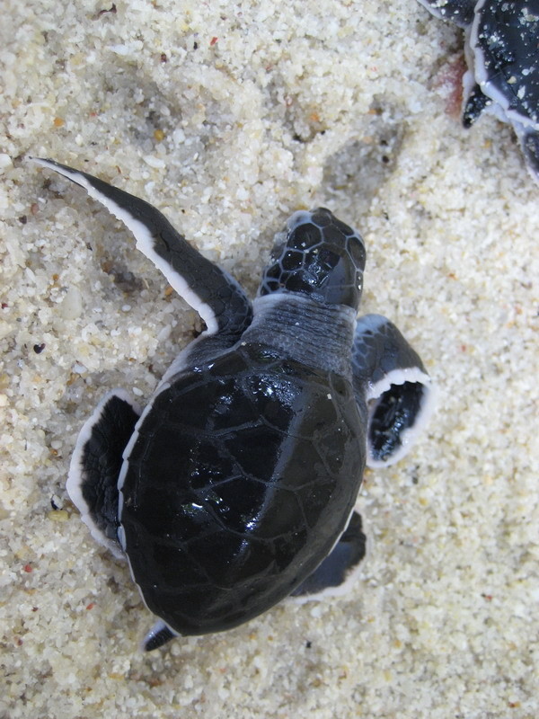 兰卡威的沙滩上有小螃蟹，热浪岛的则是小海龟