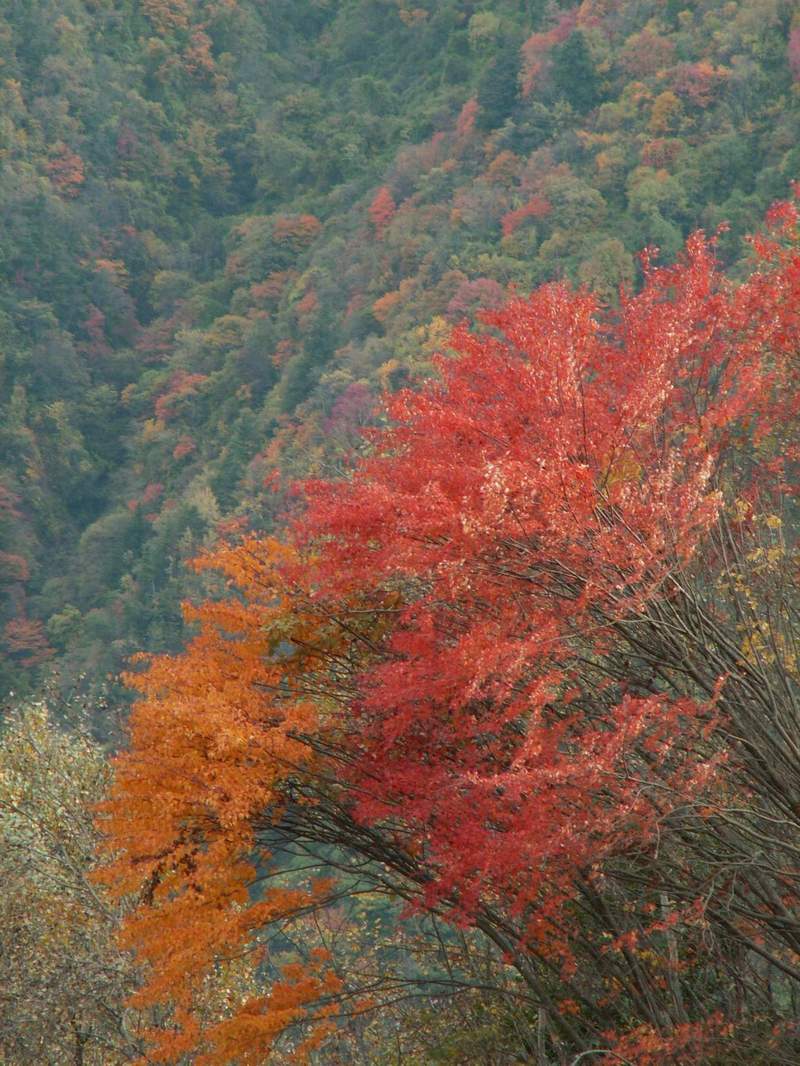 平武